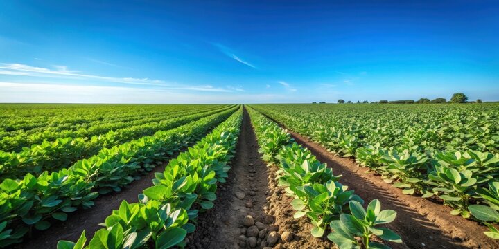 Fava Bean farm with rows of green plants under clear blue sky, fava beans, agriculture, farm, crops, organic, plantation, growth