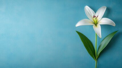 Fototapeta premium A single white lily flower with green leaves against a soft blue background.