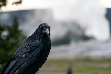 Yellowstone Geyser and Raven