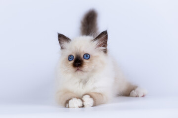 Sacred Birman kitten shocolate point color, birma Cat isolated on a white background, studio photo