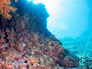 ウミカラマツ（ソフトコーラル）が生えるドロップオフのキンギョハナダイ（ハナダイ亜科）ソラスズメダイ（スズメダイ科）他群れ
英名、学名：Sea Goldie (Pseudanthias squamipinnis)
Heavenly Damselfish (Pomacentrus coelestis)
Antipathes japonica
静岡県伊豆半島賀茂郡南伊豆町中木ヒリゾ浜-2024年
