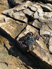 crab in tide pool