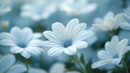Field of baby blue eyes flowers in bloom Closeup of a baby blue eyes flower creating a sea of blue and white : Generative AI