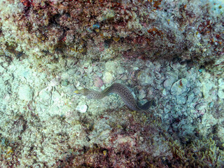 美しいワカウツボ（ウツボ科）。
英名、学名：Abbott's moray eel (Gymnothorax...