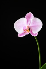 Obraz premium Beautiful pink orchid flower on a black background, showcasing delicate petals and vibrant colors.