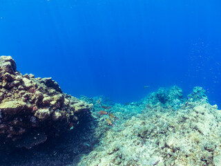 美しいクロユリハゼ（ハゼ科）他の群れ。
英名、学名：Blackfin dartfish, Ptereleotris evides,
静岡県伊豆半島賀茂郡南伊豆町中木ヒリゾ浜-2024年
