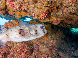 美しく大きなイシガキフグ（ハリセンボン科）。
英名、学名：Pacific Burrfish (Chilomycterus reticulatus)
ストロベリーサンゴ（サンゴモドキ）の群生。
Strawberry Coral, Stylasteridae
静岡県伊豆半島賀茂郡南伊豆町中木ヒリゾ浜-2024年
