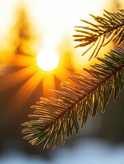 Close-up of evergreen branch against a glowing sunset, showcasing nature's beauty.