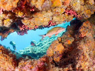 美しいホウライヒメジ（ヒメジ科）の他群れ。
水中洞窟にいる。

英名、学名：Whitesaddle goatfish (Parupeneus ciliatus)
ストロベリーサンゴ（サンゴモドキ）の群生。
Strawberry Coral, Stylasteridae
静岡県伊豆半島賀茂郡南伊豆町中木ヒリゾ浜-2024年
