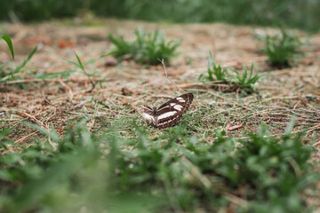 Butterfly Missing One Wing Resting on the Ground, Nature and Wildlife Close-Up