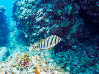 美しいタカノハダイ（タカノハダイ科）他群れ。
英名、学名：Flag Fish...