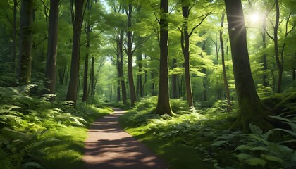 Fototapeta premium footpath in the forest