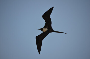 The beautiful frigatebird (Fregata magnificens) flies across the blue sky off the coast of Rio de Janeiro, Brazil. A large black seabird with a white belly and long beak and triangular-shaped wings.