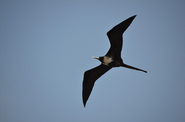 The beautiful frigatebird (Fregata magnificens) flies across the blue sky off the coast of Rio de Janeiro, Brazil. A large black seabird with a white belly and long beak and triangular-shaped wings.