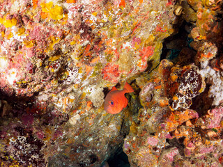 水中洞窟にいる美しいゴマヒレキントキ（キントキダイ科）、ミナミハタンポ（ハタンポ科）他の群れ。
英名、学名：Glasseye, Blotched Bigeye (Heteropriacanthus cruentatus)
Black-Stripe Sweeper (Pempheris schwenkii)
静岡県伊豆半島賀茂郡南伊豆町中木ヒリゾ浜-2024年
