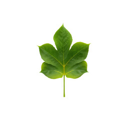 Obraz premium Vibrant Green Leaf on Transparent Background for Nature Designs and Overlays