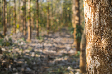 Sunlit Teak Plantation: A Close-Up of Sustainable Forestry