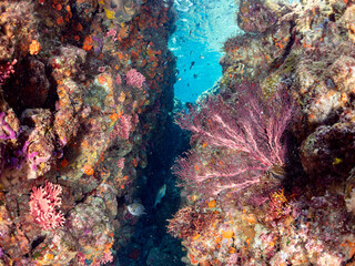 ストロベリーサンゴ（ソフトコーラル）他が生えるドロップオフのキンギョハナダイ（ハナダイ亜科）ソラスズメダイ（スズメダイ科）他群れ
英名、学名：Sea Goldie,Pseudanthias squamipinnis,
Heavenly Damselfish,Pomacentrus coelestis,
Sergeant Major, Abudefduf vaigiensis,
中木ヒリゾ浜2024