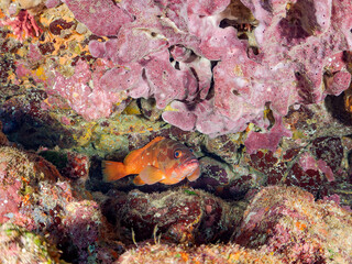 水中洞窟にいる大きく美しいアカハタ（ハタ科）他。
巨大カイメンと。
英名、学名：Blacktip Grouper (Epinephelus fasciatus)
静岡県伊豆半島賀茂郡南伊豆町中木ヒリゾ浜-2024年
