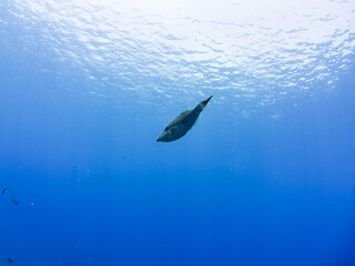 美しいソウシハギ（カワハギ科）。
英名、学名：Scrawled filefish, Aluterus scriptus
静岡県伊豆半島賀茂郡南伊豆町中木ヒリゾ浜-2024年8月
