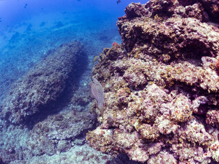 Obraz premium 美しいソウシハギ（カワハギ科）。 英名、学名：Scrawled filefish, Aluterus scriptus 静岡県伊豆半島賀茂郡南伊豆町中木ヒリゾ浜-2024年8月 