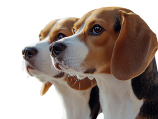 Two beagle dogs side by side against a white isolate background.