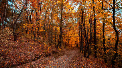 Obraz premium Autumn forest road leaves fall in ground landscape on autumnal background. Colorful foliage in the park. Falling leaves.