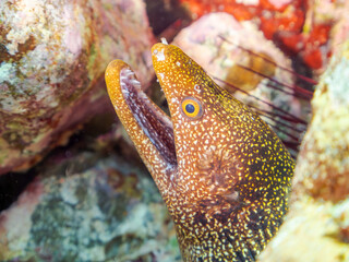 美しいワカウツボ（ウツボ科）。
英名、学名：Abbott's moray eel (Gymnothorax meleagris)
静岡県伊豆半島賀茂郡南伊豆町中木ヒリゾ浜-2024年8月
