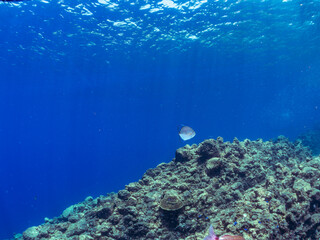 Fototapeta premium キビナゴの大群を襲う迫力ある美しいナンヨウカイワリ（アジ科）。 英名、学名：Island trevally (Ferdauia orthogrammus) Silver-Stripe Round Herrings (Spratelloides gracilis) 静岡県伊豆半島賀茂郡南伊豆町中木ヒリゾ浜-2024年8月 