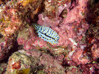 美しいタテヒダイボウミウシ（イボウミウシ科）。
英名、学名：Sea slug...