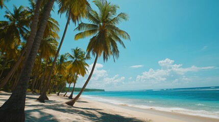 Obraz premium Palm trees lining a white sandy beach with turquoise blue water.