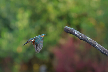 The common kingfisher is flying at high speed to catch fish.