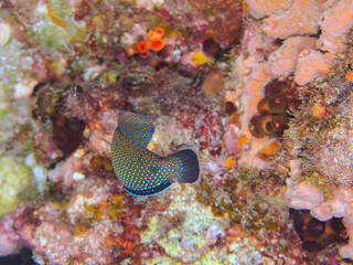 可愛いブチススキベラ（ベラ科）の幼魚他。
英名、学名：Bluespotted wrasse,...