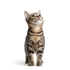 Curious tabby cat standing isolated on clean white background, looking up