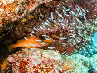 美しいネンブツダイ、クロホシイシモチ（ハタンポ科）他の幼魚の大群とそれを食糧としつつも守る大きなアカハタ（ハタ科）。
英名、学名：Blacktip Grouper, Epinephelus fasciatus
Apogon Semilineatus, Half-Lined Cardinal
Spotnape cardinalfish, Ostorhinchus notatus
中木ヒリゾ浜2024