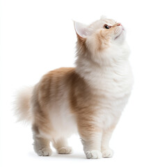 Fluffy Persian cat standing still, looking up with curiosity and grace