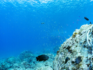 美しいネンブツダイ、クロホシイシモチ（ハタンポ科）他の幼魚の大群。
英名、学名：Apogon Semilineatus, Half-Lined Cardinal
Spotnape cardinalfish, Ostorhinchus notatus

静岡県伊豆半島賀茂郡南伊豆町中木ヒリゾ浜-2024年8月
