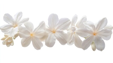 Fototapeta premium PNG White jasmine flowers isolated on white background : Generative AI
