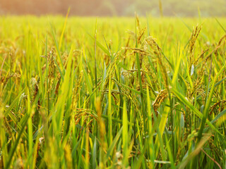 rice plants, rice farming that bears young fruit is still green, rice farm scenery, Ear of paddy growing in a farm land, paddy, grains bear fruit