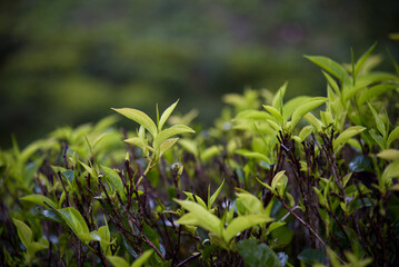 green grass background