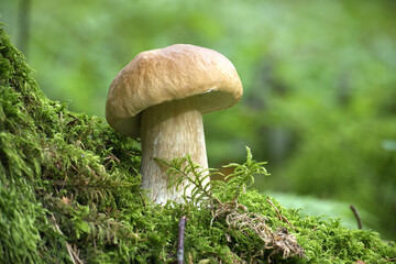 Close-up of a boletus mushroom in a forest, surrounded by moss and vegetation