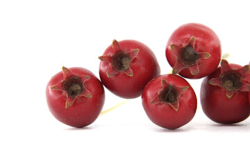 Closeup of fresh red common hawthorn berries isolated on a white background, Crataegus monogyna