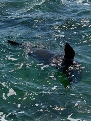 Obraz premium dolphin in the water