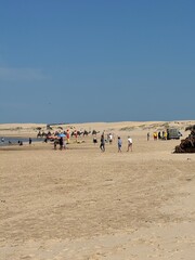 horses on the beach