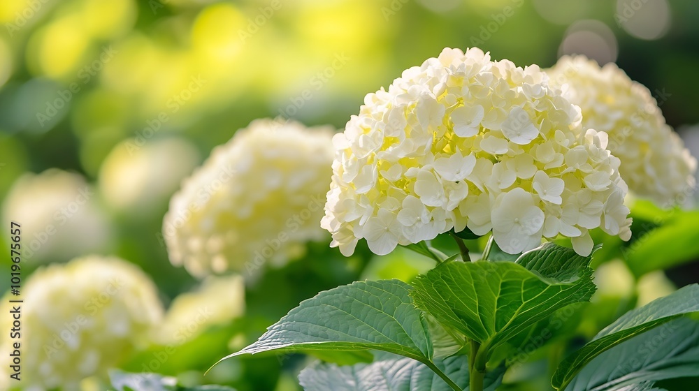 Poster lush white and yellow hydrangea flowers in summer white and yellow flowers with blurred background h