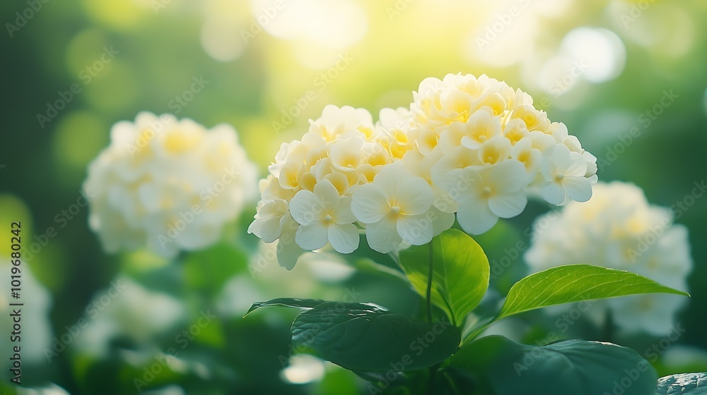 Poster lush white and yellow hydrangea flowers in summer white and yellow flowers with blurred background h