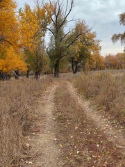 Road in the forest