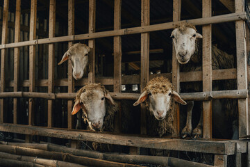Four Sheep in a Wooden Pen Looking Out from a Farm Barn