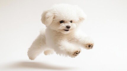 A fluffy white dog jumping in mid-air against a light background.