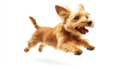 A joyful dog leaping in mid-air, showcasing energy and playfulness.